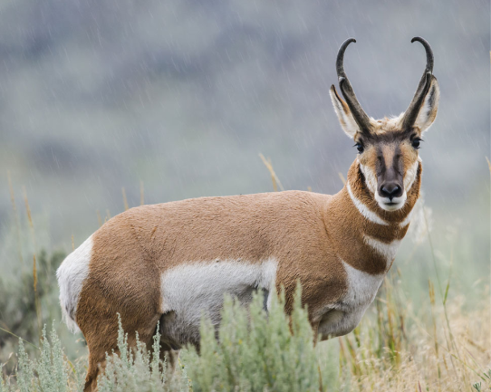 Antelope