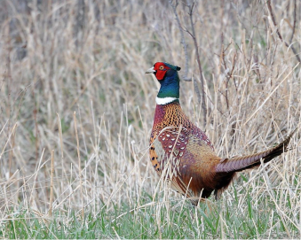 Upland game bird