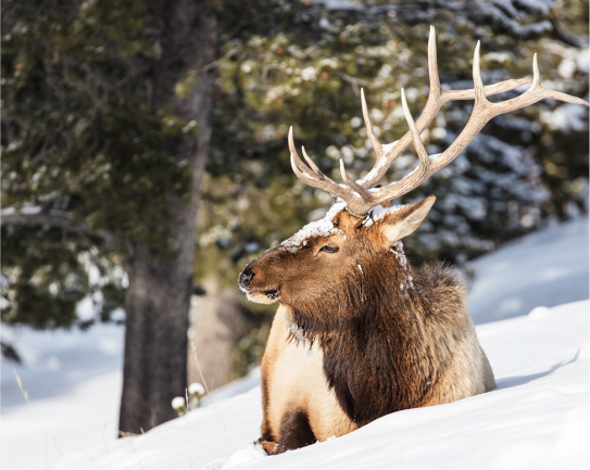 Elk