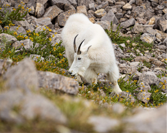 Mountain Goat