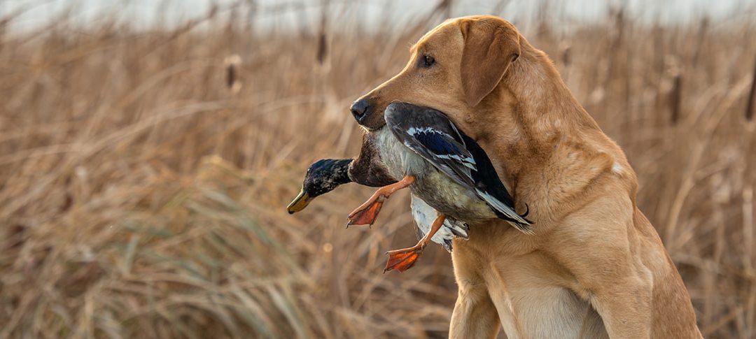 How to feed your hunting dogs