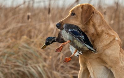 How to feed your hunting dogs