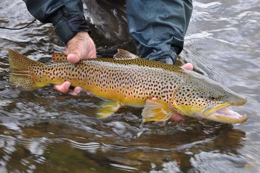 Blackfoot River Fly Fishing