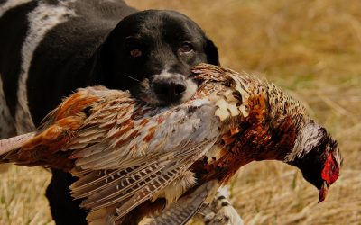 Finding and Starting Your Pheasant Dog