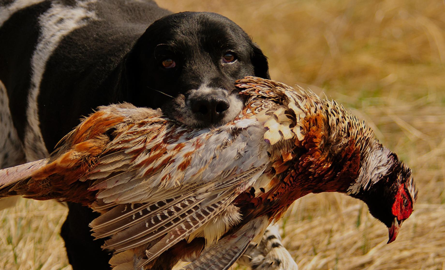 CONTENT DETAIL PHEASANTHUNTING_0