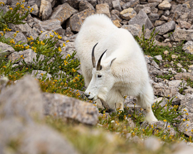 mountain goat