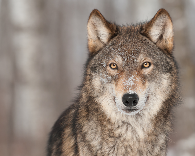 wolf